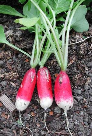 Radish